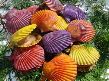ヒオウギ貝