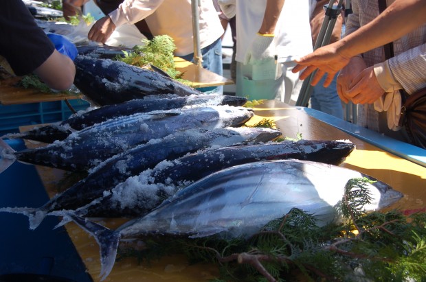愛南びやびや祭り2013